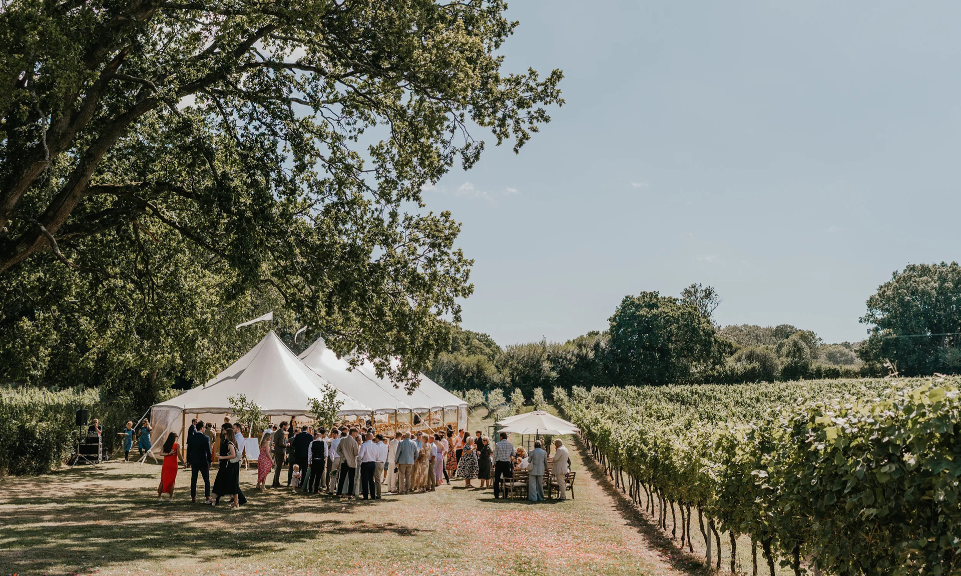 English Oak Vineyard